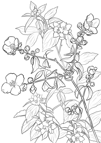 Lewis' Mock Orange Or Syringa Coloring Page